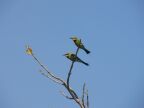 Rainbow Bee-eaters.JPG (14 KB)